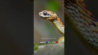 The unknown dragon🐉 snake : rough scale bush viper #shorts #serpentshaven