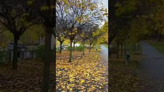 #stockholm #sweden #nature #shortsvideo #visitstockholm #relax #music#walkthrough