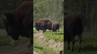 Don’t Approach the Bison #shorts  #wildanimals