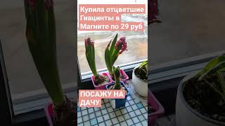 #гиацинты, #распродажа, #обустройстводачи