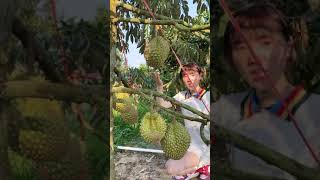 Durian farming in Hainan