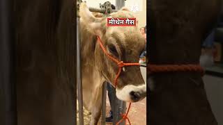 Facts about Cow