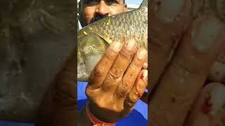 big catla fish catch, triple hook fishing, catla fishing videos, hook fishing, fishing #shorts #fish