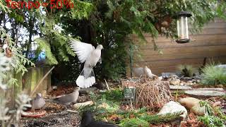 Amsel und Tauben im Garten Frankfurt-Griesheim