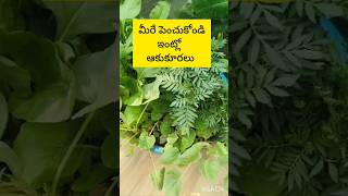 ఇంట్లోనే ఆకుకూరలు సులువుగా పెంచుకోండి #leafyvegetables #organic #organicfarming #compost #ytshorts