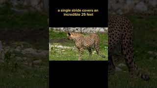 Cheetah: Grace, Speed, and Survival in the Savanna 🐆🌿 | Wildlife Wonders#ytshorts #shorts