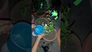 Nursery se laye Plants ki Care and Tips| Plants will grow healthy#shorts#trending#organicgardening