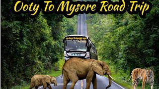 Ooty to Mysore Forest Road Trip | #ootytravelvlog |#ootytrip | #ootyroadtrip |