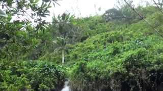 Anse des Cascades Ile de la Réunion