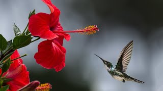 Birds sound | Nature sound compilation