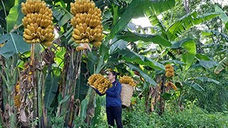 Single mother sells ripe bananas, sells vegetables and takes care of the fields with farmers