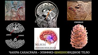 Чакры имплантированы на генетическом уровне. Кем, как и почему?