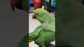 Girl Parrot cutely cleans herself