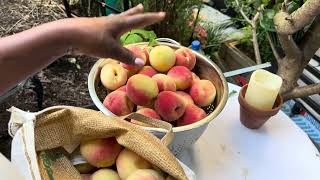 Harvesting More Peaches & See How Simple Rice Can Be Eaten Anytime of Day Using These Ingredients