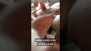 ¿Sabias que? SOBRE CERDOS #animales #curiosidades #shorts