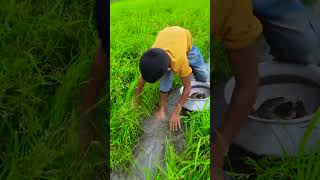 Traditional Fishing By Hand Excellent Searching Boy Catch Fish New Dry Place #shorts