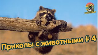 Самые смешные животные / Приколы с животными 2023 / #4