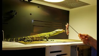 Dart the Crocodile Monitor Comes Home!