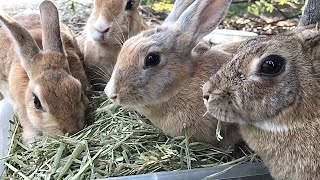 Cute bunnies eating up all the timothy