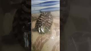 #Baby turtle and big turtle#Viral turtles#Red eared slider turtle#MR_JRS VLOGS