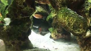 Lightning fast marble goby