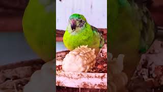 Rump parrot vlogs my YouTube channel subscrabe🙏🙏#rump#parrot #viralvideo #shortsvideo