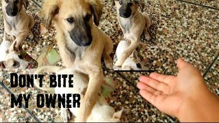 Bakarwal puppy holds the Gultair puppy to bite me puppy says,  don't bite my owner 🤩🐾🐕