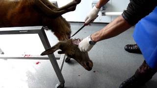 How to remove a deer's head