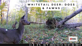 Whitetail Deer Activity at 3 Trail Cam Sites | Does & Fawns