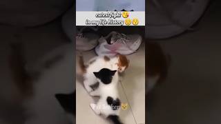 Cutest fight in my whole life 🤩😊😻 #catvideo #cat #shortsfeed #shorts #kats #catlove #cutecat  #kitty