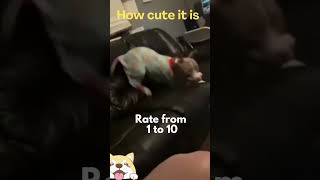 Cute animals - Funny actions