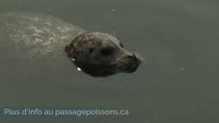 Permettre le passage du poisson : la rivière Nelson