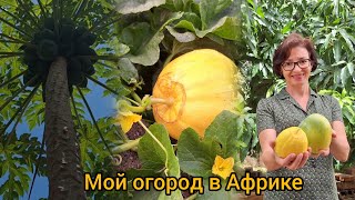 #74 Мой Африканский Огород