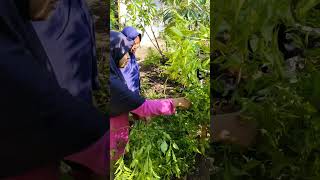 GADIS CABE #kebunkeluarga #kebunliterasi #ketelapohon #farming #sutejoponorogo #shorts