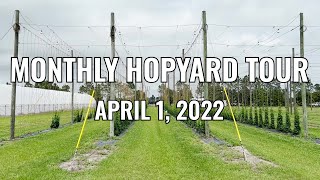 Monthly Hopyard Tour (2022-04-01) | Univ of Florida Hops Research