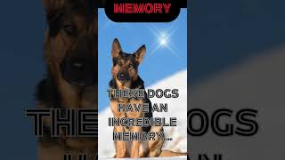 Mind-Blowing German Shepherd Intelligence! | Memory | Facts #shorts #viralvideo #shortvideo