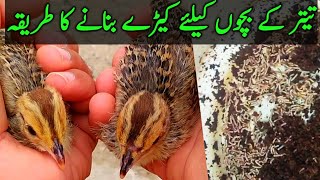 Teetar Ka bachon Ka liya Keeray bnnanay Ka Tarika...👍🏻💪🏻🐤🐥🐦|@multanishaukeen