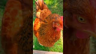 chicken 🐔 #shorts #short #shortvideo #chicken