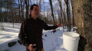 Seasonal Rituals - Maple Sugaring - Andrew Faust Permaculture Videos