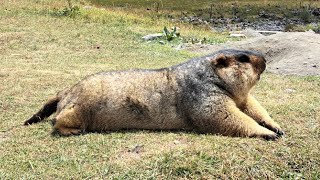 Adorable Chubby Himalayan Marmot Enjoying Delicious Cookies! 🐹🍪