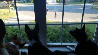 Basenjis vs a lizard