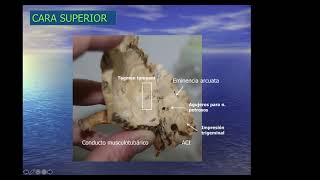 1   Anatomia del Oido 2021