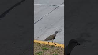 Is there any pedestrian lane for the birds? #shorts #shortvideo #viral #viralshort #trending #birds