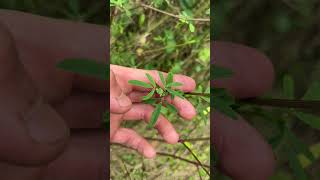 Mélilot jaune, Melilotus officinalis : comment le reconnaître ?