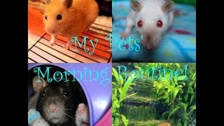 My Pets Morning Routine!