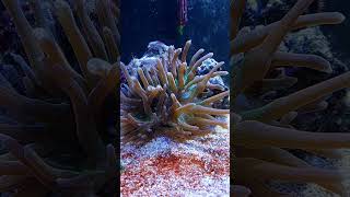 Que Palhaçada OMG #aquarismo  #aquarium #peixes #palhaço #palhaçada #reef #reefnano #youtube #omg