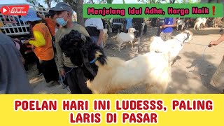 Harga Kambing Jelang Idhul Adha - Harga Naik ✅ Harga Turun ❌