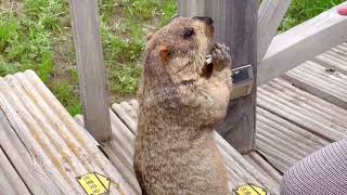 Adorable Himalayan Marmots Foraging in the Wild