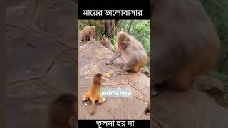 The most loving father monkey