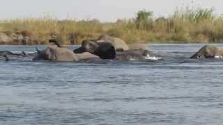 Elefantenherde durchquert Flussarm im Okavango Delta 2014